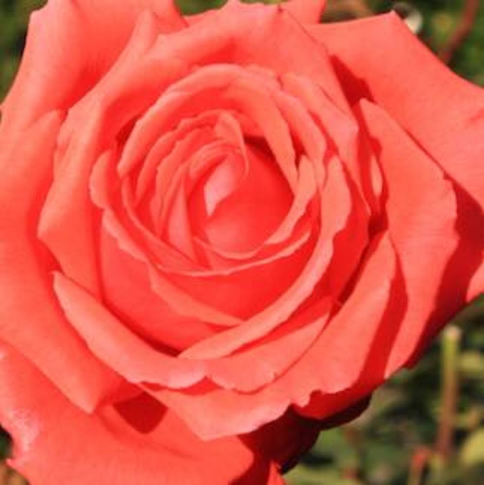 Meet your Posher, Laderica